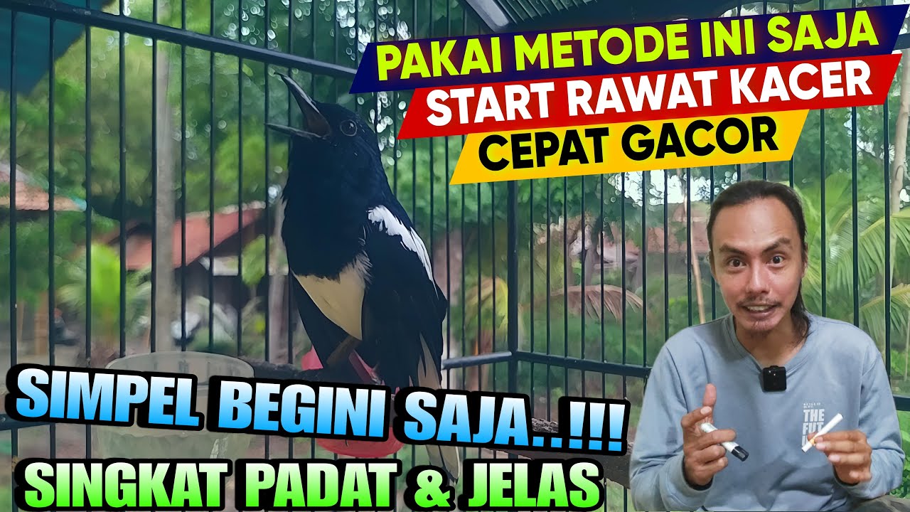 PAKAI CARA INI SAJA ⁉️ PEMULA AWAL MERAWAT KACER JADI CEPAT GACOR