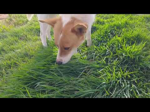 فيديو: هل أكل العشب يسبب إسهال الكلاب؟