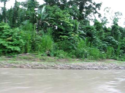 Video: Forskellen Mellem Junglen Og Regnskoven