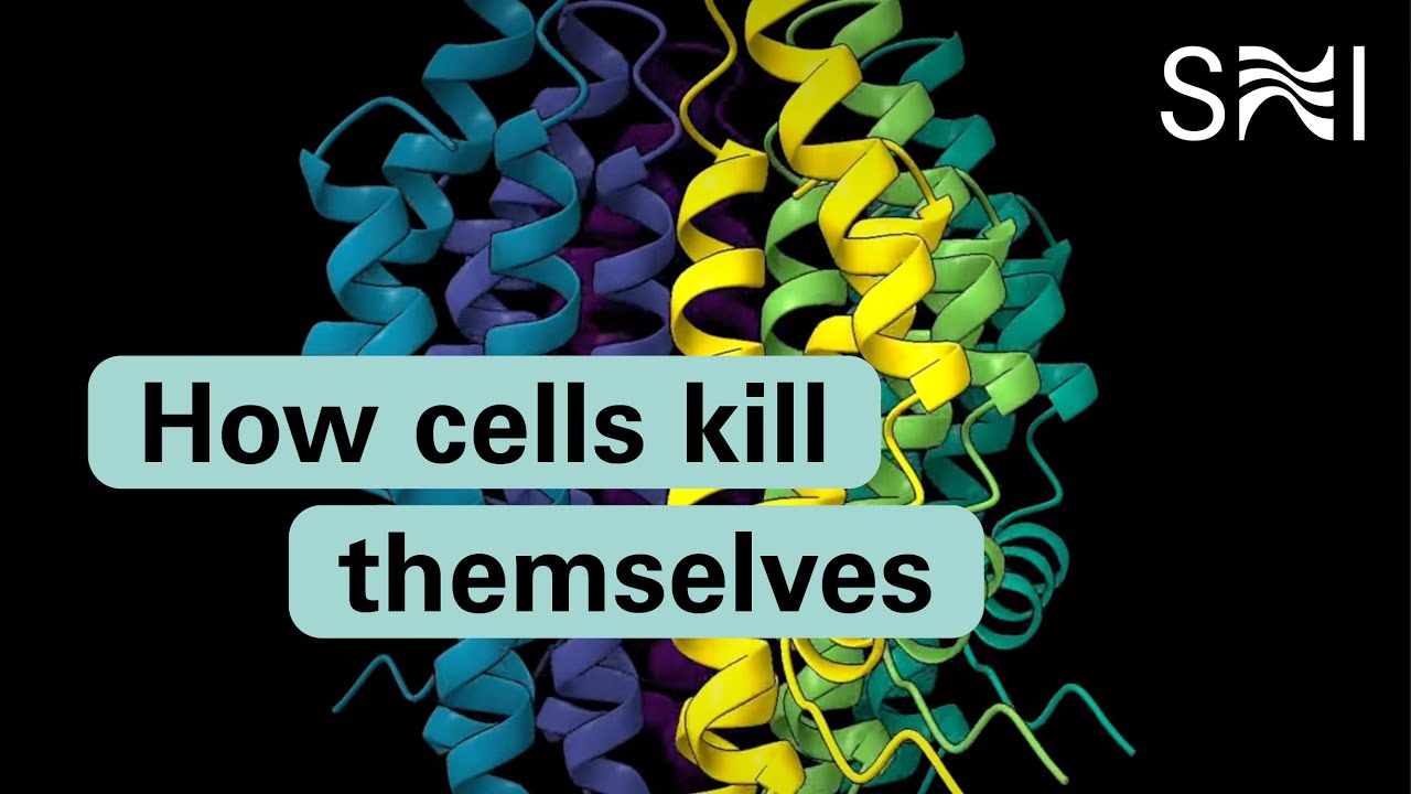 How cells kill themselves YouTube