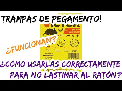 Video: ¿Por qué los ratones evitan las trampas de pegamento?