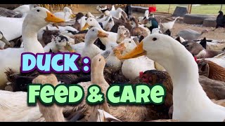 Duck Feed & Care Day 87| Local Duck Farm | Organic Duck Farm | Village Farm | Andhra Pradesh by Indian Agri Farm 1,077 views 2 years ago 8 minutes, 1 second
