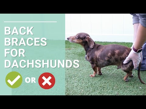 Video: Sfaturi pentru a minimiza riscul de probleme de spate la câini