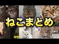 かわよ猫まとめ