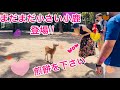  10月2日【奈良】まだまだ小さい小鹿も登 場!!外国人観光客も驚きの奈良公 園【海外の反応】￼ Nara Park deer japan 