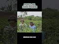 POPULASI 2400 POHON #viral