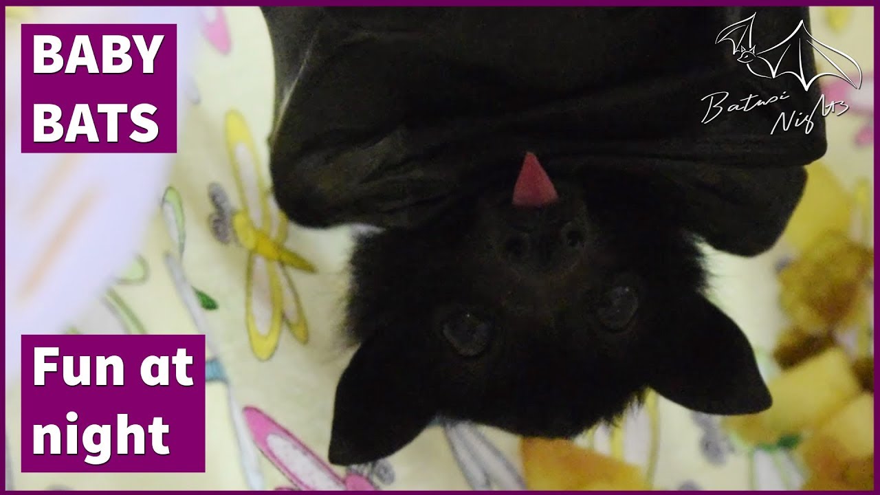 Baby bats playing at night YouTube
