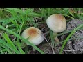 New African species confirms evolutionary origin of magic mushrooms