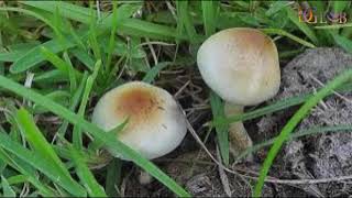 New African species confirms evolutionary origin of magic mushrooms