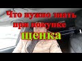 Что нужно знать перед покупкой щенка часть-1