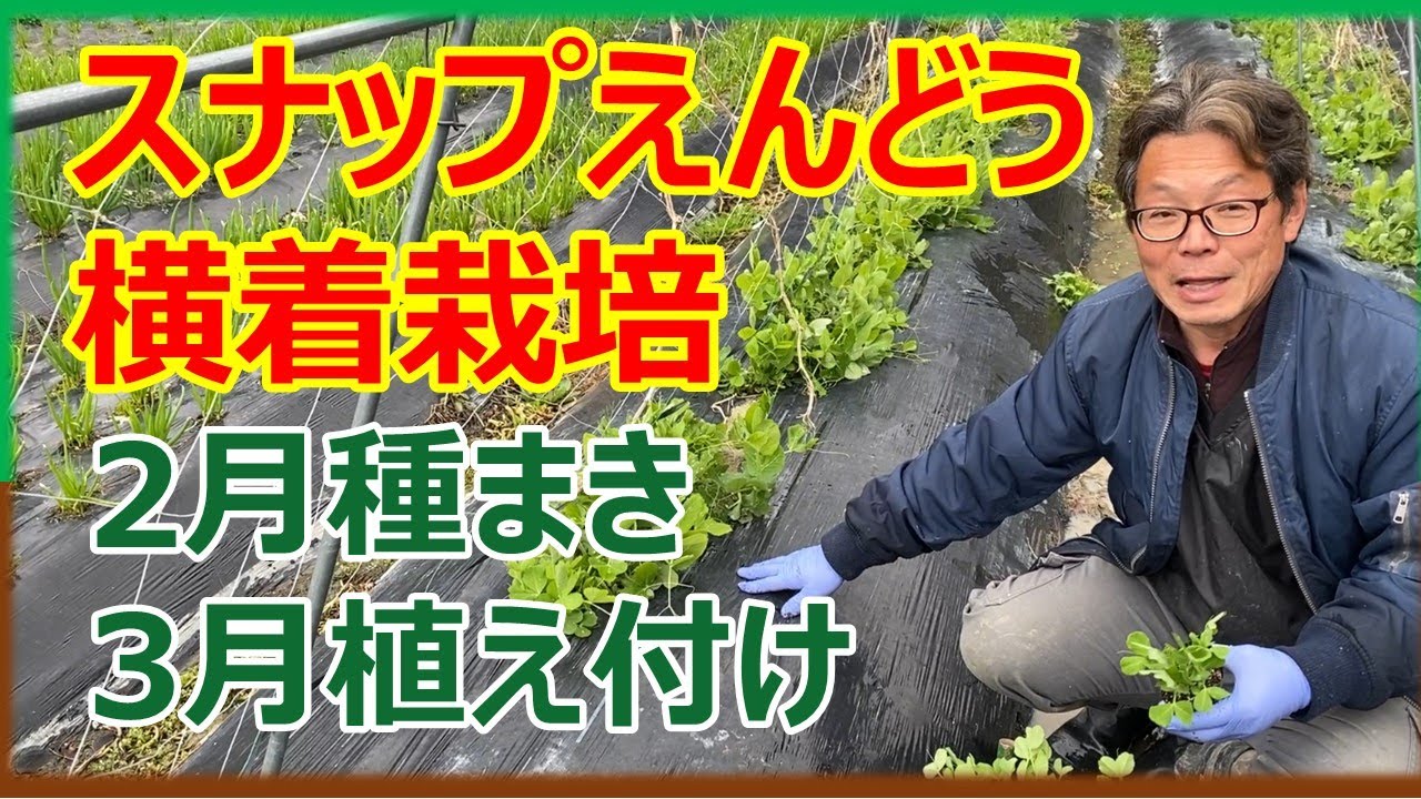 スナップ エンドウ 種まき