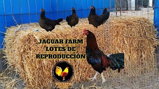 Lotes de reproducción de Jaguar Farm 2022