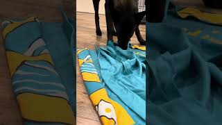 Dog Breakfast Inside A Snuffleknot #dog #smartdog #snuffleknot by Neu County 1,455 views 3 months ago 1 minute, 53 seconds