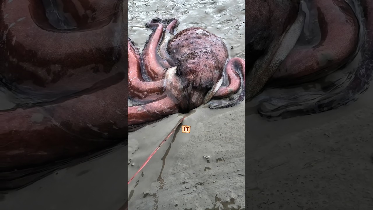 This Animal Feels Like an Alien 🐙