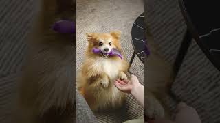 Работа vs Результат. Съемка с животными.  #заводчик #видео #съемка #шпиц