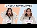 НИКТО НЕ ЗНАЕТ КАК ВВОДИТЬ ПРИКОРМ ПРАВИЛЬНО. Ответы в этом видео.