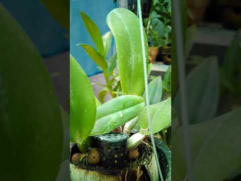 Video: Zircon At Epin Para Sa Orchids: Kailan Ka Dapat Gumamit? Mga Panuntunan Sa Pagproseso Ng Dahon. Paano Palabnawin Ang Mga Paghahanda Ng Spray?