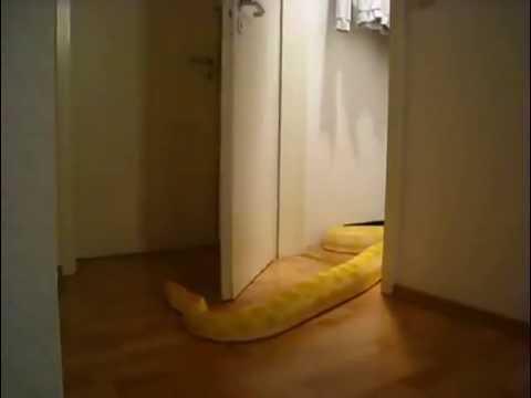Python öffnet Tür