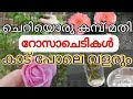 How to Grow Rose Plants from cuttings l Garden tips for growing roses l propagation of rose plants