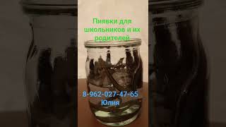 Обучение в школе без проблем. гирудотерапия вам в помощь #пиявки #пиявка #гирудотерапия