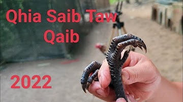 Qhia​ Saib​ Taw​ Qaib​ 2022