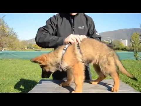 Video: Come Addestrare Il Tuo Cucciolo Di Pastore Tedesco