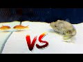 Pufferfish vs Pet Goldfish! *Epic Battle Royale*