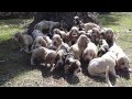 Cachorros Basset Hound- 30 cachorros juntos!! の動画、YouTube動画。