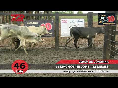 Lote 46