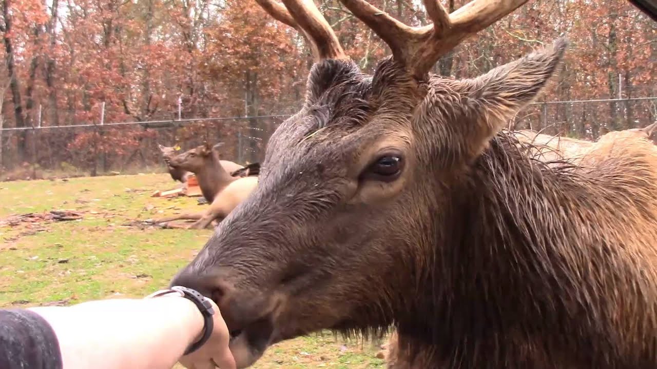 Wild Animal Safari Missouri - YouTube