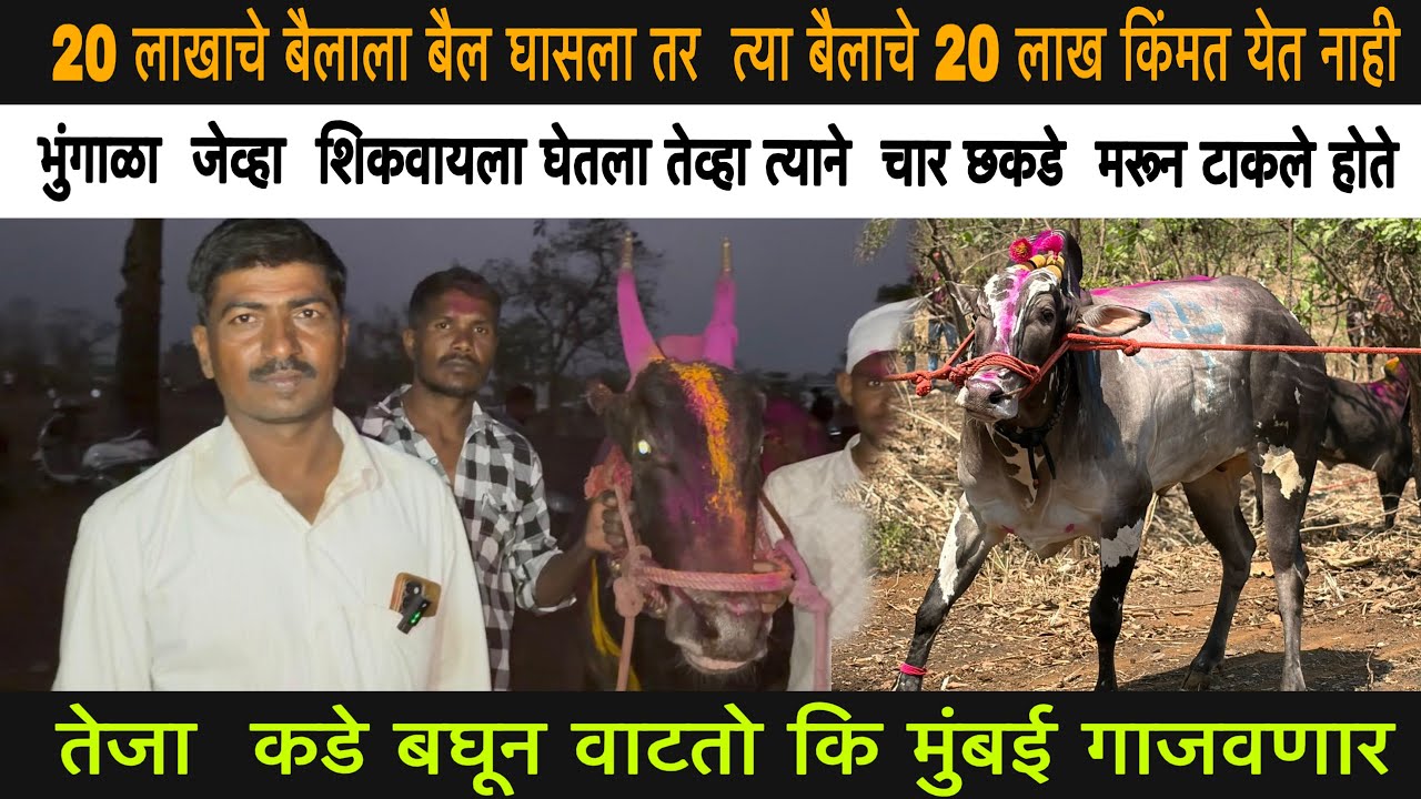  लक्ष्मण ड्रायव्हर यांची मुलाखत (आता पण आपल्याकडे  तीन वासरं  आहेत ती पण  पब्लिकनेच पळतात )