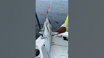 Cá ngừ – Ngân hàng biết bơi trị giá triệu đô #CáNgừĐạiDương #Tuna #bluefintuna #CáNgừ #TunaFacts