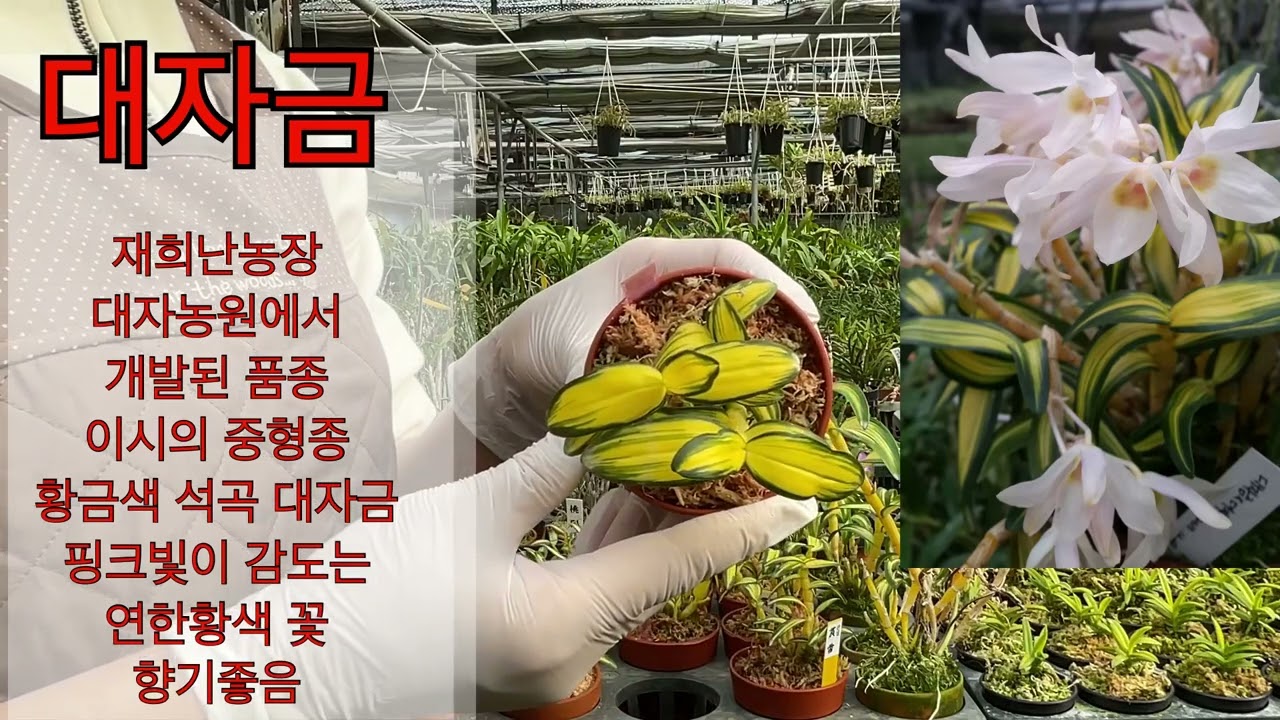 재희난 무늬석곡 엽예품 소개 -홍매중투,관설,대자금,단정환,희취보,설주