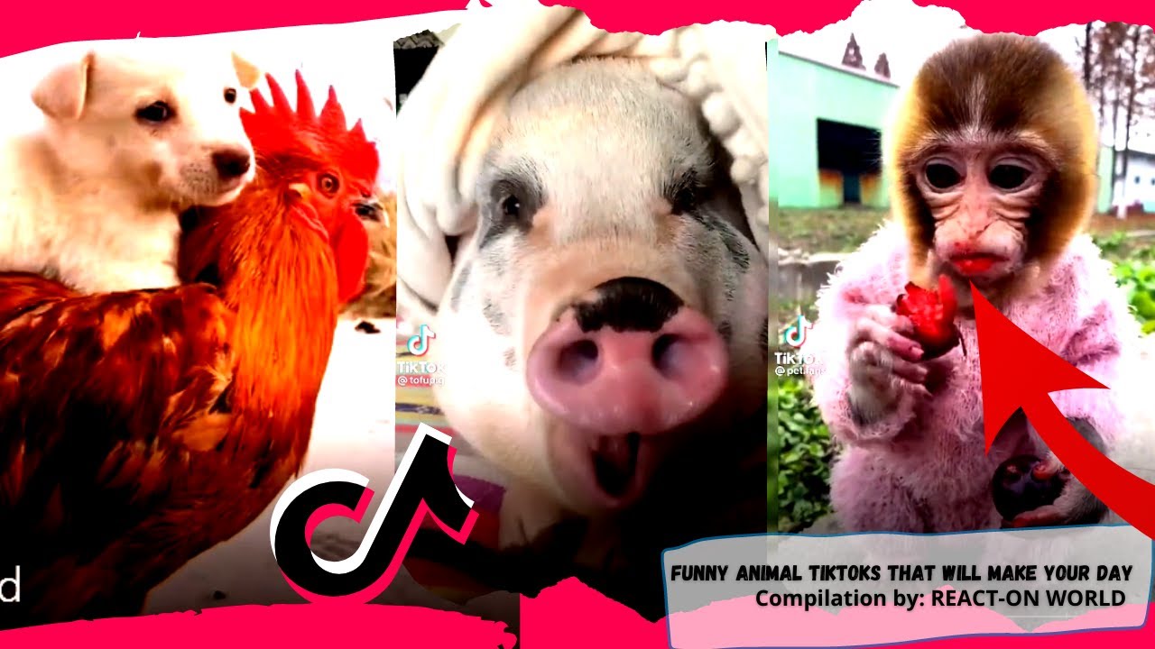 Funny animal Tiktoks that will make your day😂🥰 - YouTube