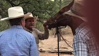 Determinar la edad del caballo