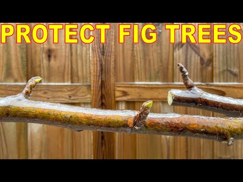 Vidéo: Fig Cold Protection - Conseils pour l'hivernage d'un figuier