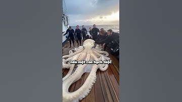 Bạch tuộc có bất tử?🤔