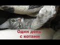 Один день с котами