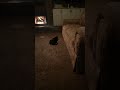 Black cat's worst enemy revealed #satisfying #catlover