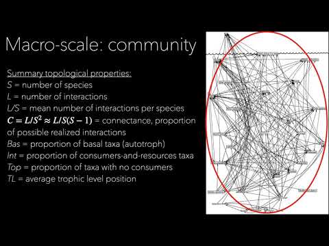 The structure of marine food webs Food web properties macro-scale