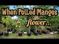 When Potted Mango Trees Flower...