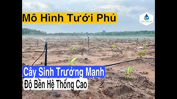 Vì sao mô hình tưới phun mưa lại hiệu quả cho Farm chuối