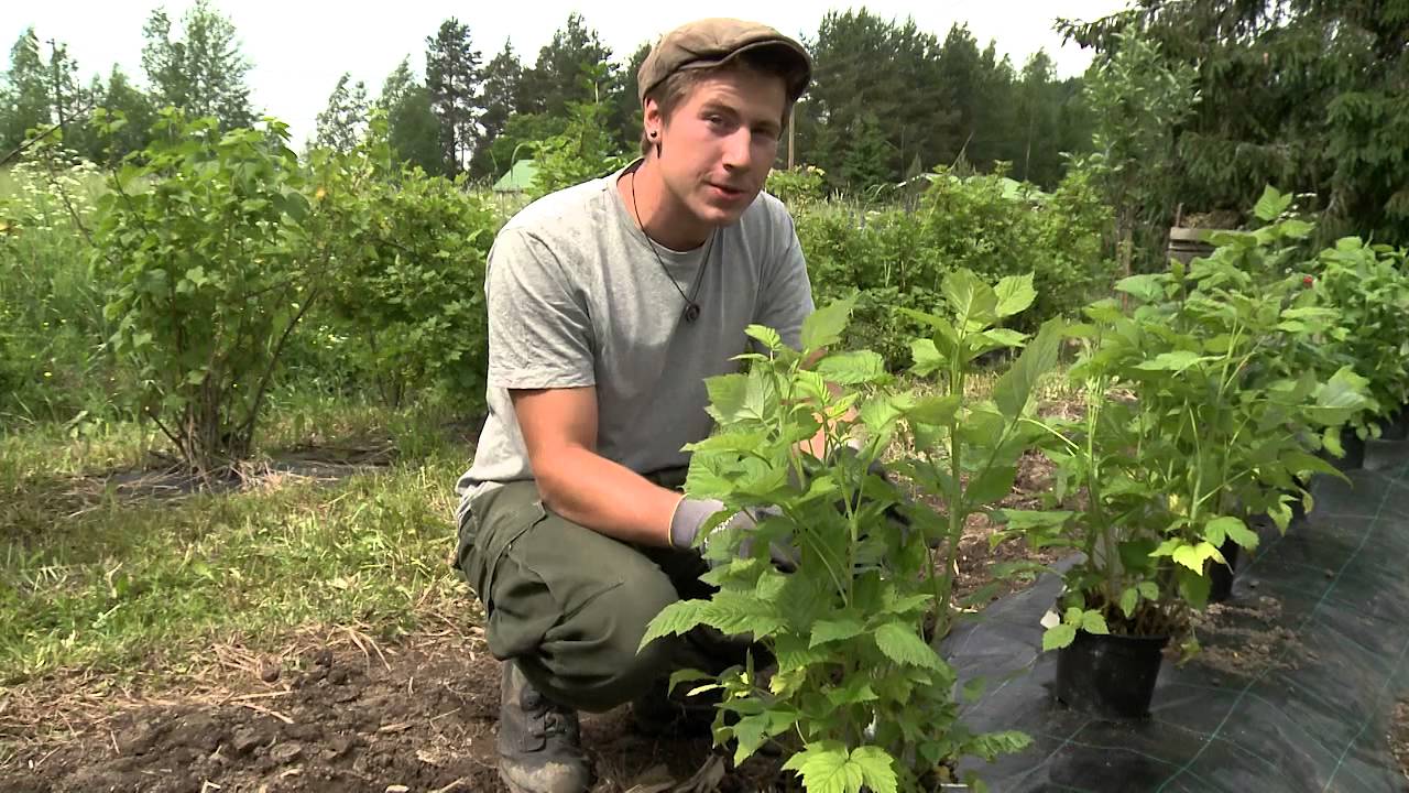 Vadelmatarhan istuttaminen
