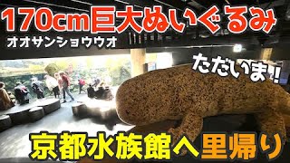 【27,390円】170cmオオサンショウウオ「巨大ぬいぐるみ」京都水族館への里帰り　Big stuffed animal returns home to Kyoto Aquarium
