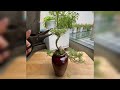 Office Flower 🌺🌹 Grafting | Gardening Preparation Tips | #agriculture #farming #bonsai #garden