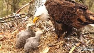 Decorah North Eagles -  Who wants the pheasant foot?   explore.org 4\/11\/21