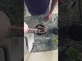 morning coffee routine