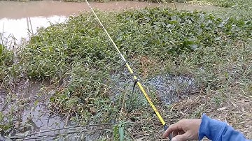 CÂU CÁ THIÊN NHIÊN[CÂU CÁ THIEN NHIEN VÀ KINH NGHIEM ]MINH DUC MT