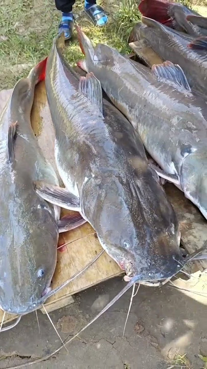 ikan baung sungai terbesar