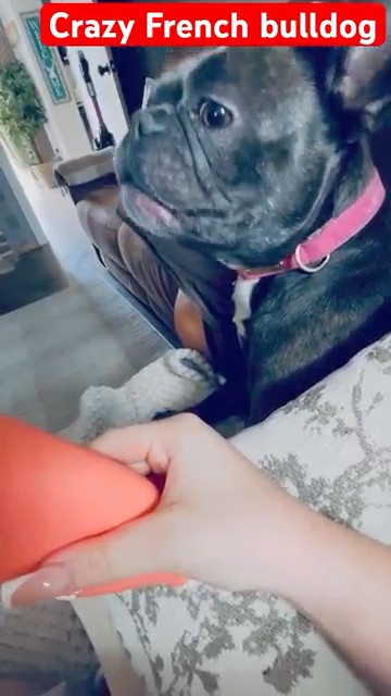 Fou Français Bulldog Femme Stars Visuel Baggage Étiquette Sac Valise - Chien